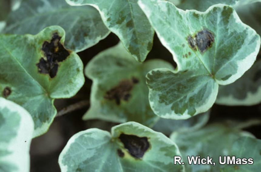 Ivy – Bacterial leaf spot (Xanthomonas species)