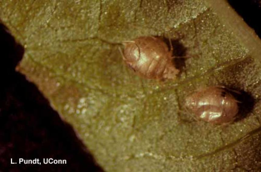 Aphids –“Aphid mummies” paratisized by an Aphidius parasitoid