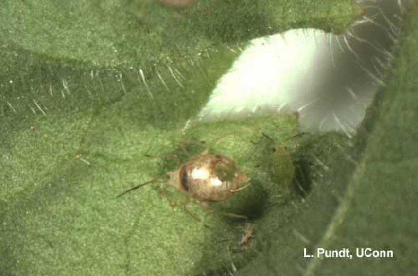 Aphid Mummy (Left), Aphid (Right)