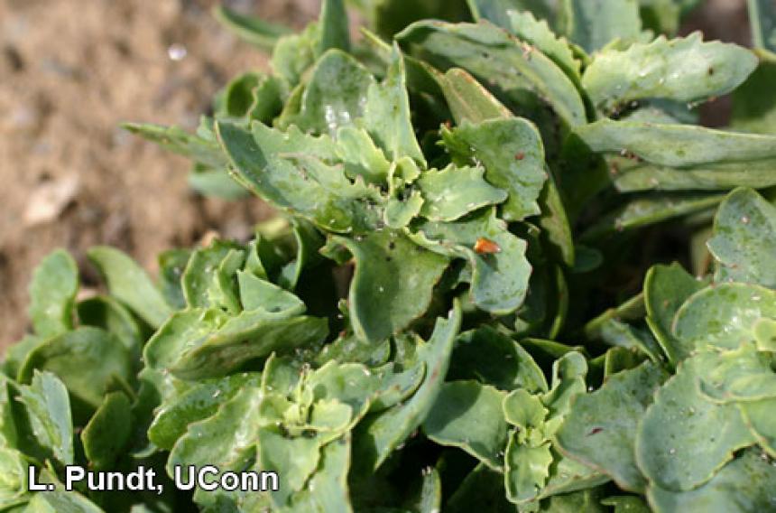 Aphid skins and black sooty mold