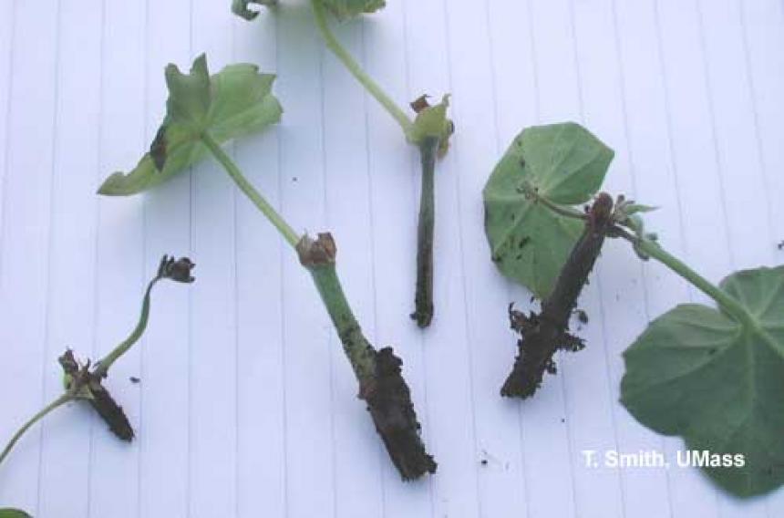 Black leg – geranium cuttings caused by Pythium infection