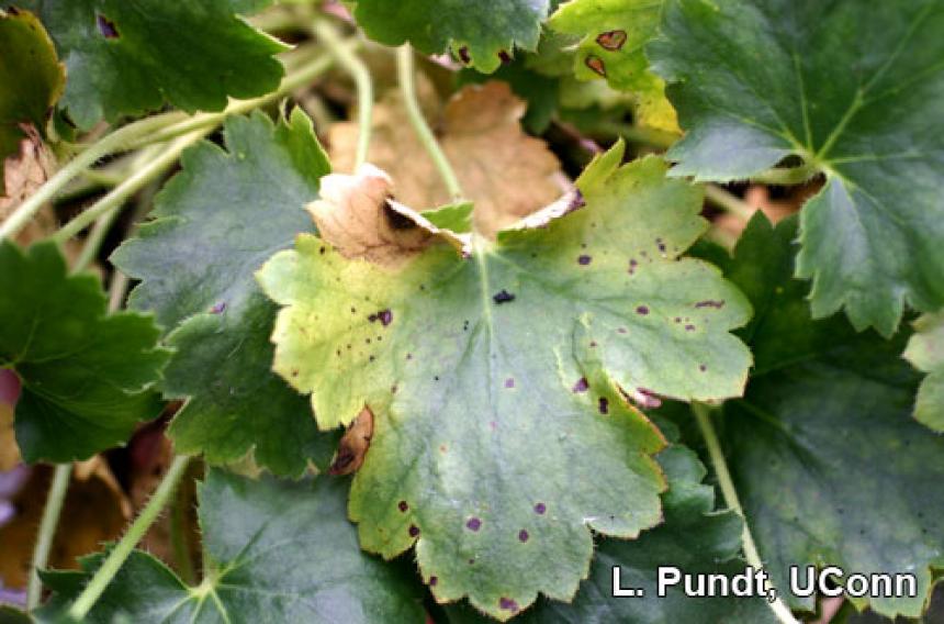 Heucherella - Bacterial leaf spot (Xanthomonas species)
