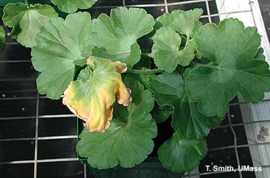 Soluble salt and ammonium injury - wilted leaves "flagging" on geraniums