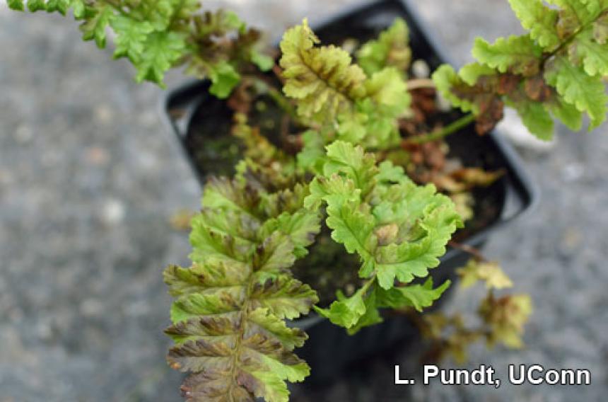 Foliar nematode (Aphelenchoides species) damage on Ferns