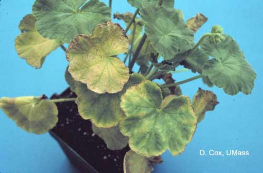 Iron and manganese toxicity on geranium