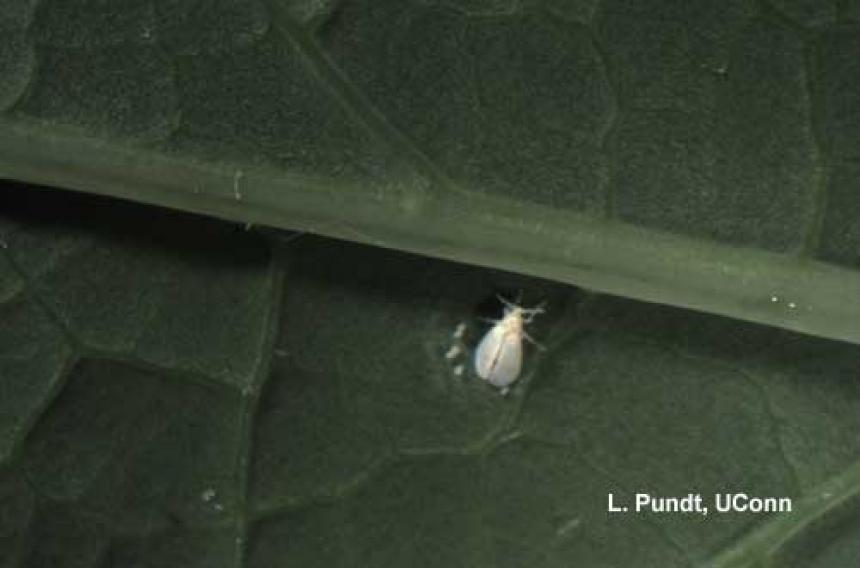 Greenhouse whitefly adult and eggs