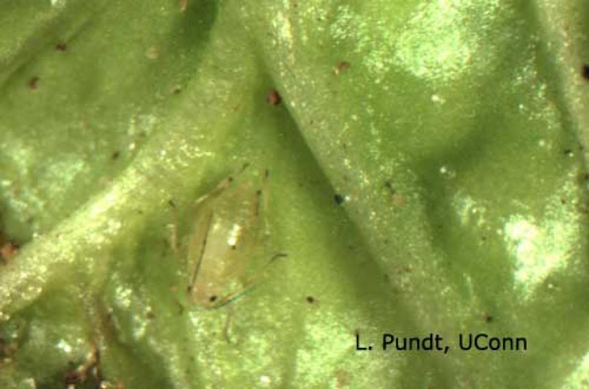 Green Peach Aphid on Spinach Leaf