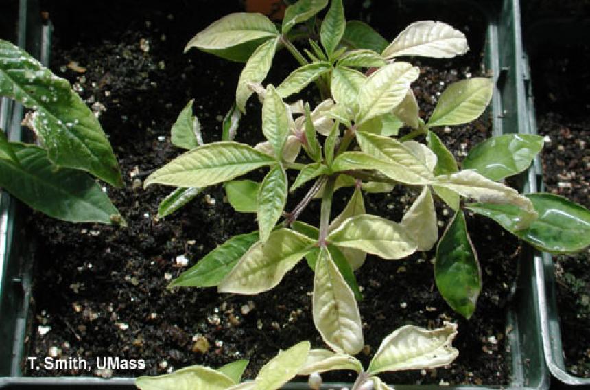 Iron deficiency on cleome