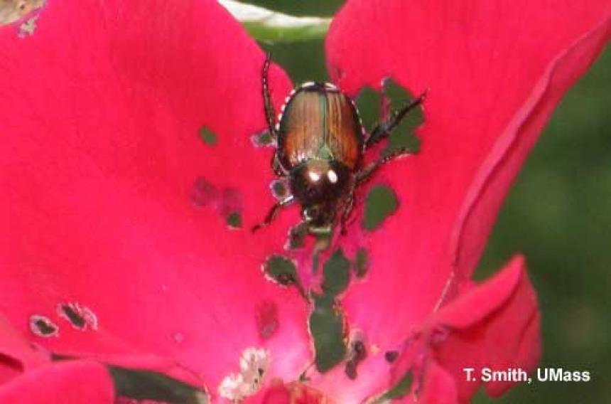 Japanese Beetle on Rose