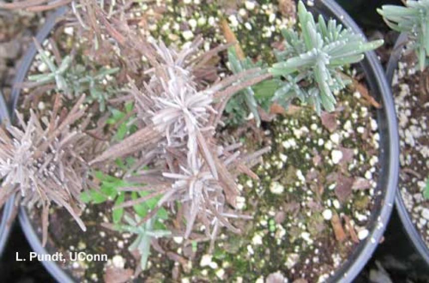 Lavender - Phytophthora root rot