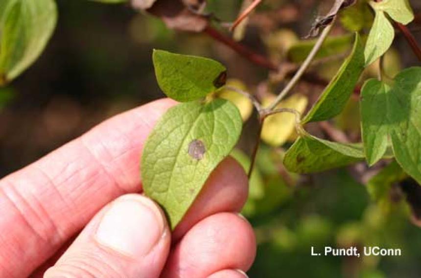 ascochyta leaf blight treatment