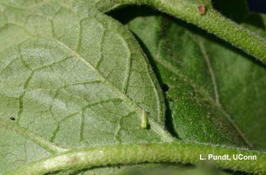 Leafhopper – Potato leafhopper