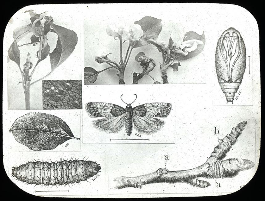 Tmetocera ocellana Bud Moth