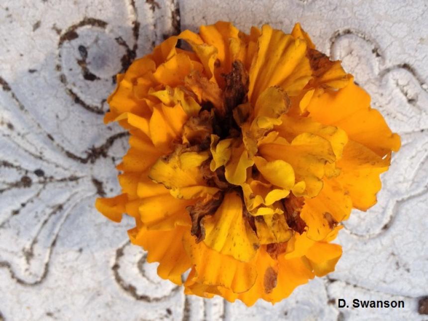 Marigold flower damaged by sunflower moth caterpillar