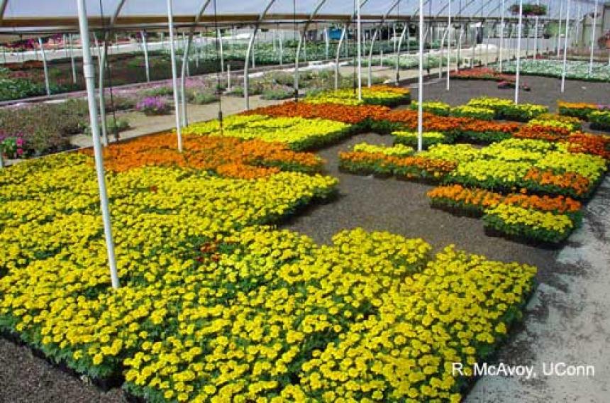 Plant Growth Regulators - Bedding Plants