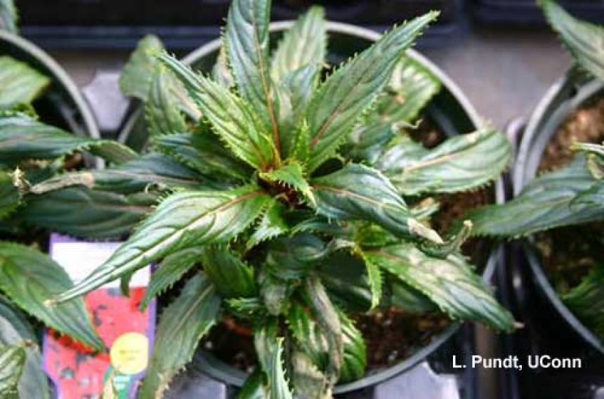 New Guinea Impatiens - Twisted leaves