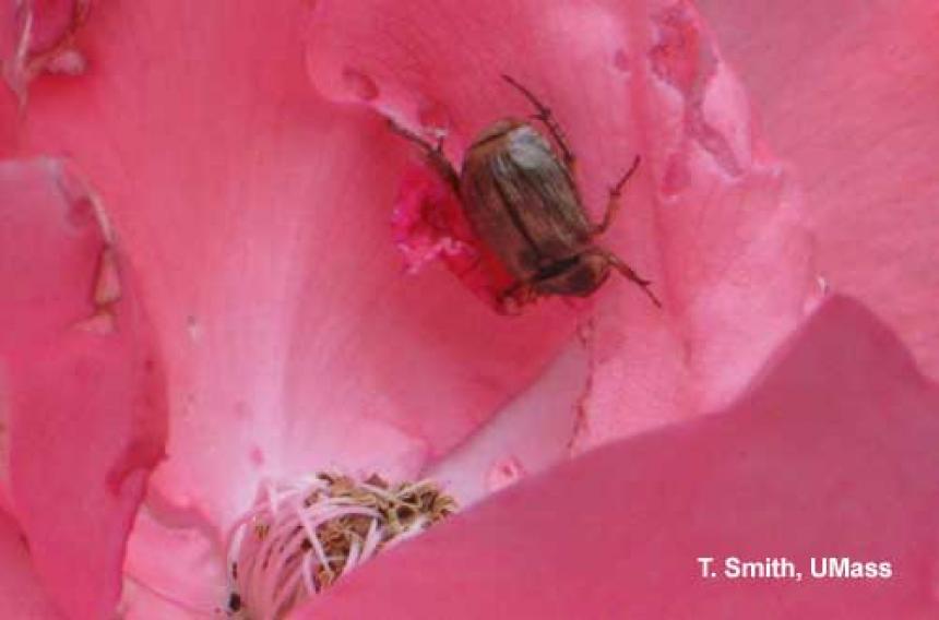 Oriental Beetle on Rose