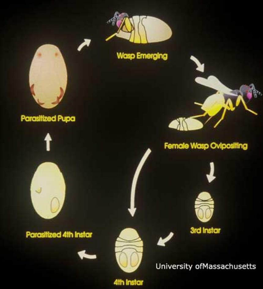 Wasp Life Cycle Timeline Lavern Drayton