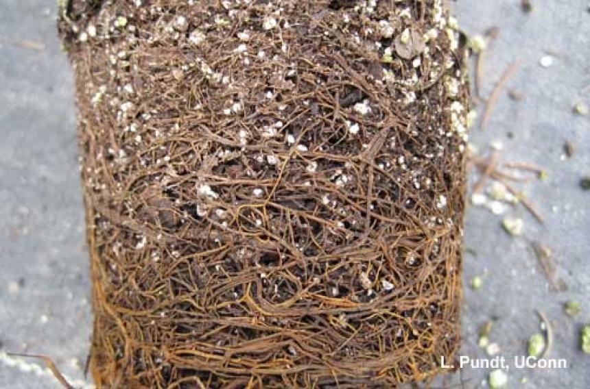 Rosemary - Phytophthora root rot