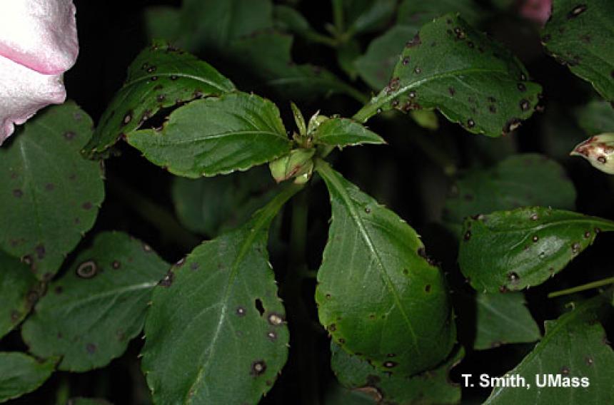 Septoria leaf spot - Impatiens