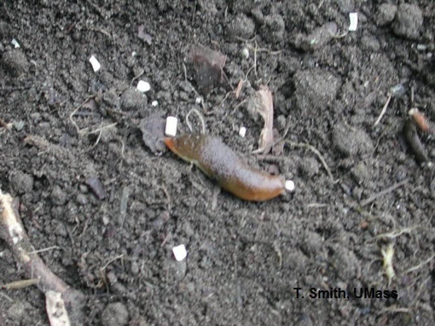 Slug and slug bait
