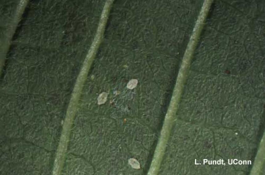 Whiteflies - Silverleaf whitefly nymphs on Poinsettia (leaf underside)