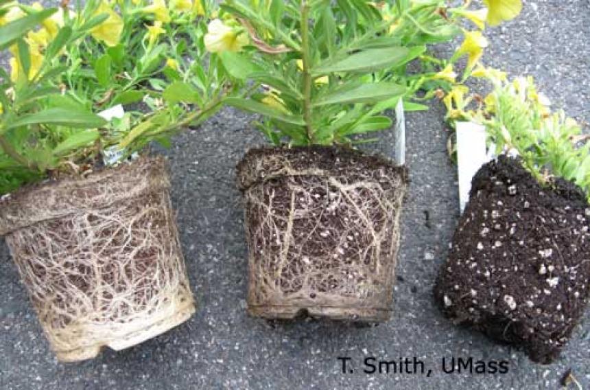 Calibrachoa - Root rot (thielaviopsis) vs Healthy root
