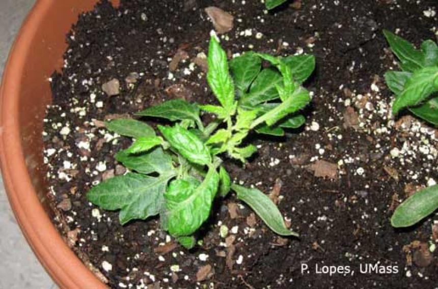 Soluble salt and ammonium injury on tomato seedlings