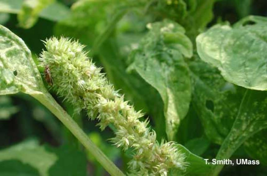 Tarnished Plant Bug on Amaranth (Field Cut Flower)
