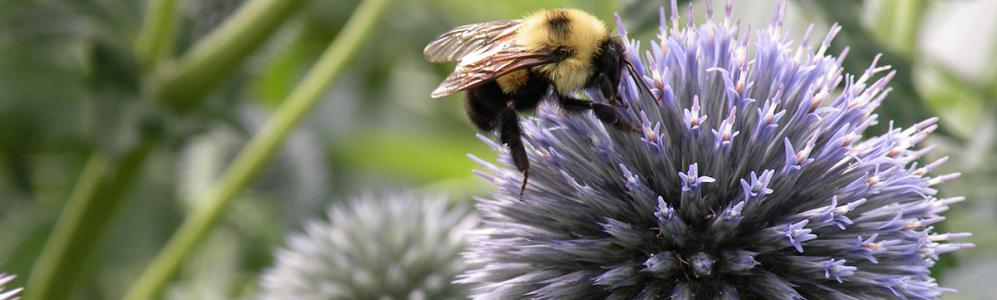 Bombus bumblebee