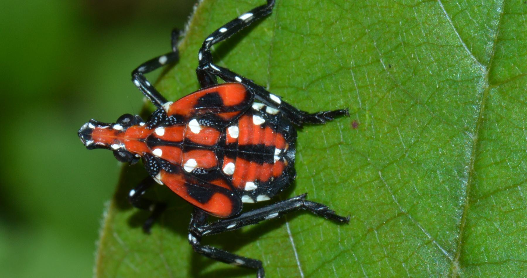 Spotted lanternfly 4th instar nymph. Image courtesy of Gregory Hoover. 