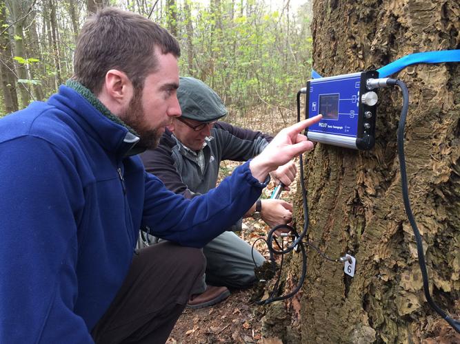 Nick Brazee checks monitor for internal decay of living trees