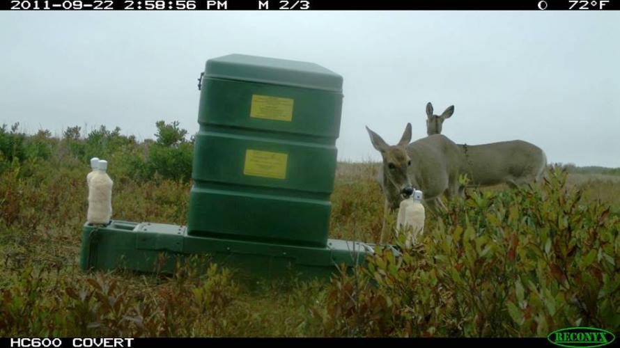 Deer Feeding Station on Cape Cod