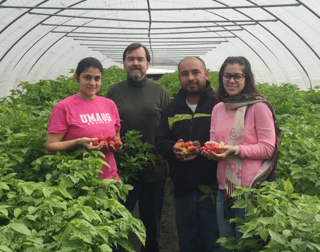 Zoraia Barros, Frank Mangan, Beto Godoy-Hernandez and Yasmin Del Rio, in a high tunnel of ají dulce at the UMass research farm in Deerfield.