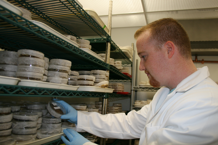 Paul Travers selects plant cell culture dish for research