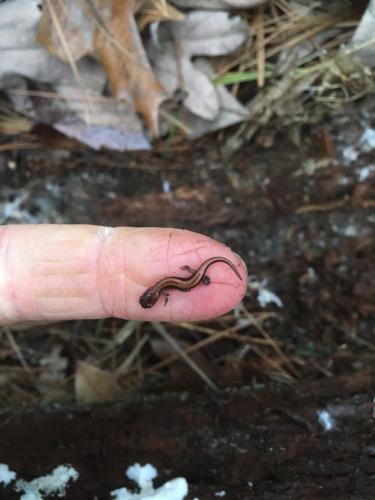 small salamander on finger tip. Photo Ben Padilla