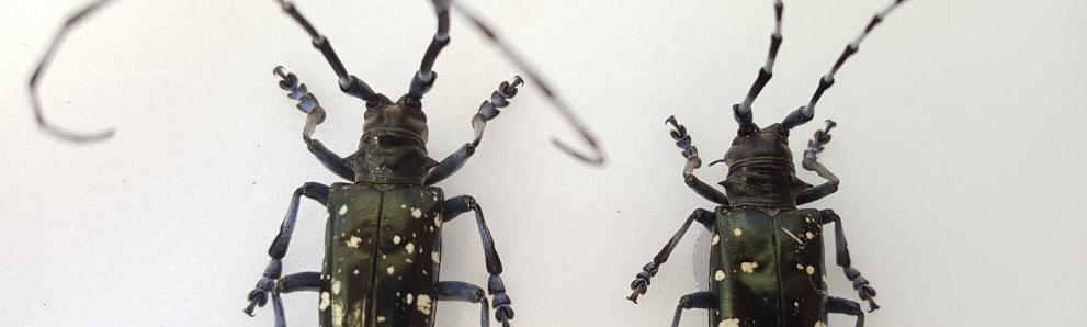 Adult Asian longhorned beetles, pinned specimens. (Photo: Tawny Simisky)