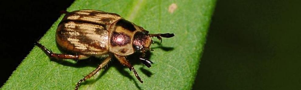 Anomala orientalis adult beetle. Photo: Jon Yuschock, Bugwood.