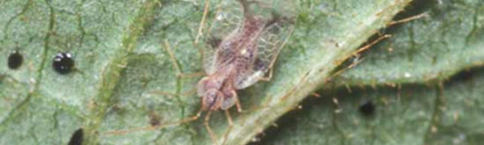 Adult azalea lace bug. Photo: James L. Castner, University of Florida.