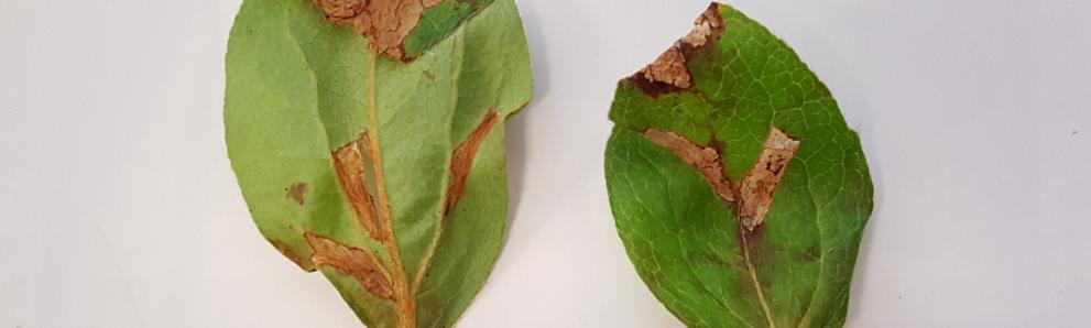 Azalea leafminer damage on host plant leaves. Photo: Tawny Simisky