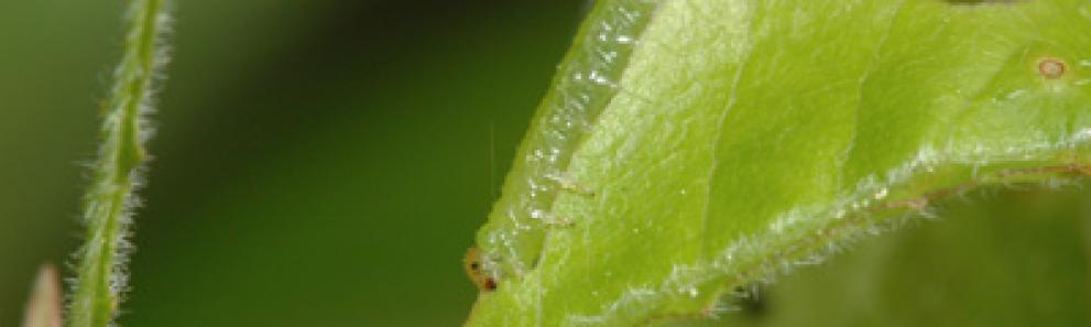Azalea sawfly caterpillar. Photo: Jeff Hahn, University of Minnesota.