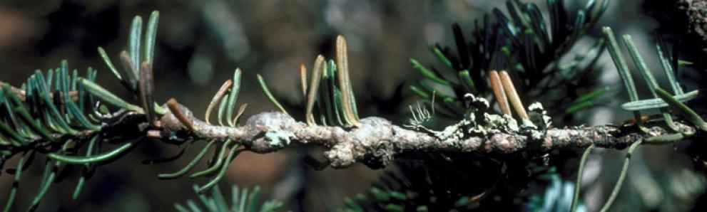 Gouting caused by balsam woolly adelgid. Photo: Robert L. Anderson, USDA Forest Service, Bugwood.org. 