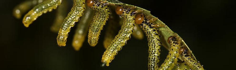 Birch sawflies. Photo: Gilles Arbour, Bugguide.