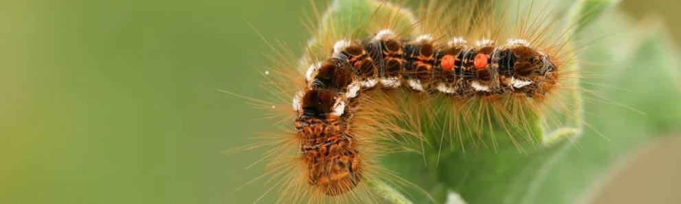 Browntail moth caterpillar. Caution: hairs from this species cause a poison ivy-like rash. Photo: Sandra Standbridge.