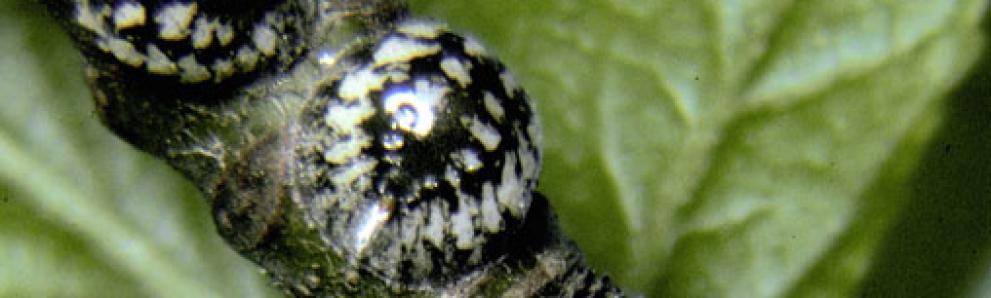 Calico scales, Eulecanium cerasorum, are a type of soft scale not yet recorded in the literature in MA, but are likely more widespread than is currently understood. Photo: Raymond Gill, California Department of Food and Agriculture, Bugwood.