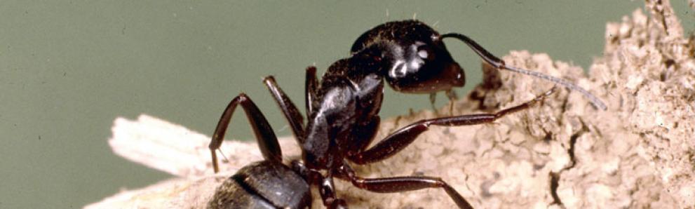 Carpenter ant adult. Photo: Clemson University, Bugwood.