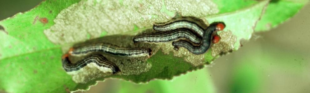 Cherry scallopshell moth caterpillars. Photo: James B. Hanson, USDA Forest Service, Bugwood.