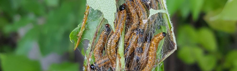 Cherry web-spinning sawfly caterpillars, Neurotoma spp., seen in 2020 in Hampshire County, MA. Photo: Tawny Simisky, UMass Extension.