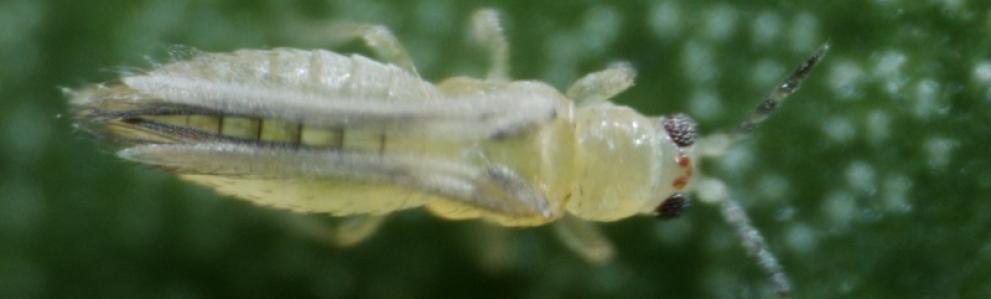 An adult chilli thrips, Scirtothrips dorsalis, viewed under magnification. Photo used with permission from Dr. Lance Osborne, University of Florida.