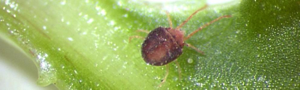 Clover mite. Photo: Rayanne Lehman, Pennsylvania Department of Agriculture, Bugwood.